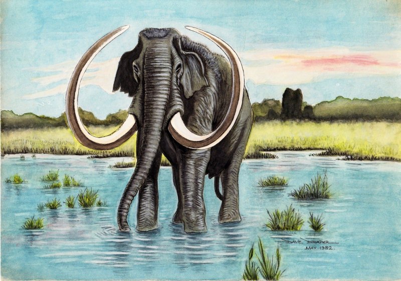 Mammuthus subplanifrons
