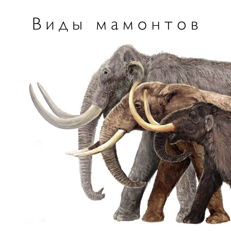 Южный слон Mammuthus meridionalis