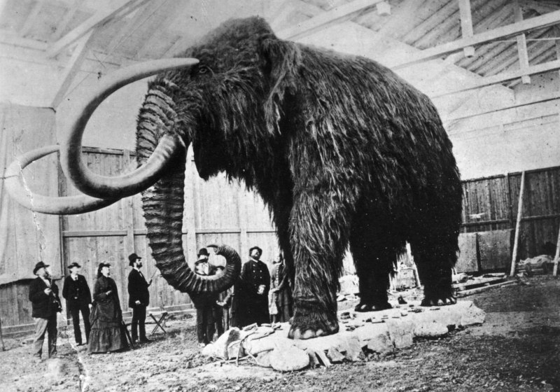Woolly Mammoth Mammuthus primigenius