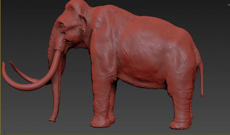 Мамонт Mammuthus primigenius