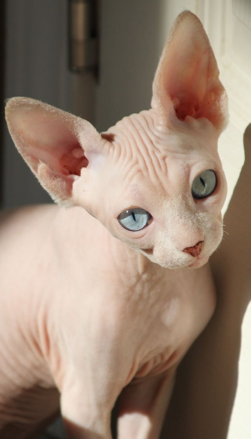 Сфинкс кошка белая