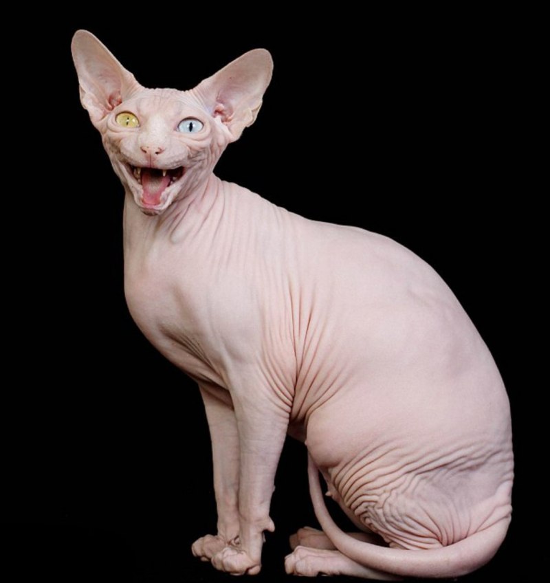 Коты породы сфинкс