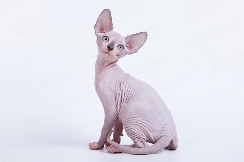 Кот сфинкс