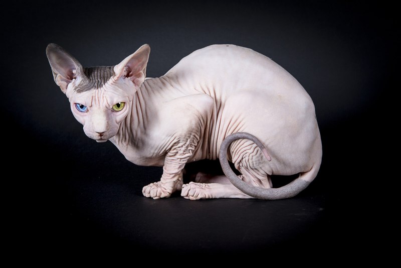 Allegra Sphynx