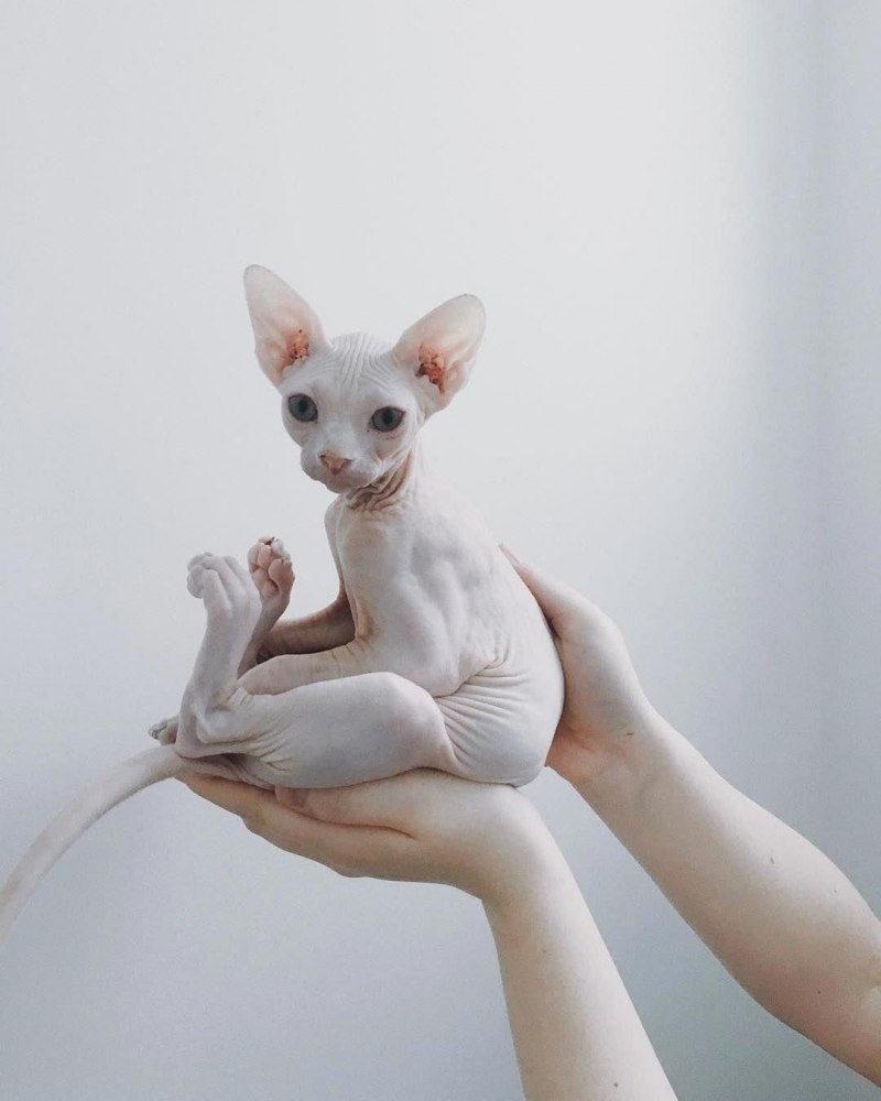 Канадский сфинкс кот