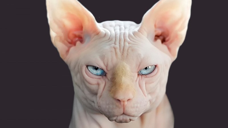 Сфинкс кошка сидит