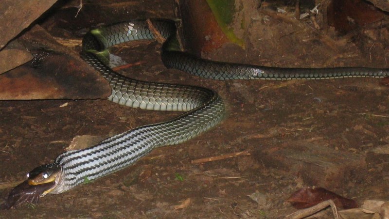 Змея муссурана (51 фото)