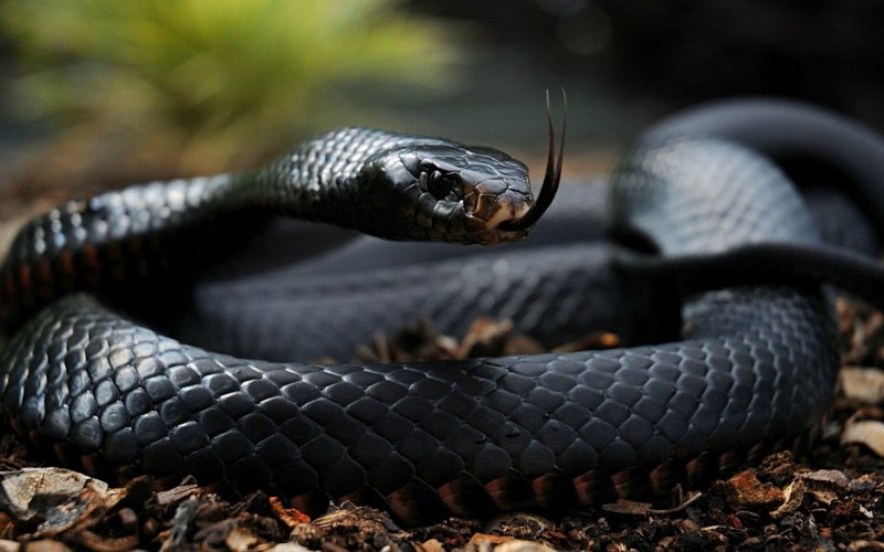 Drymarchon melanurus