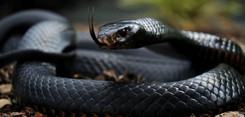 Coluber Constrictor