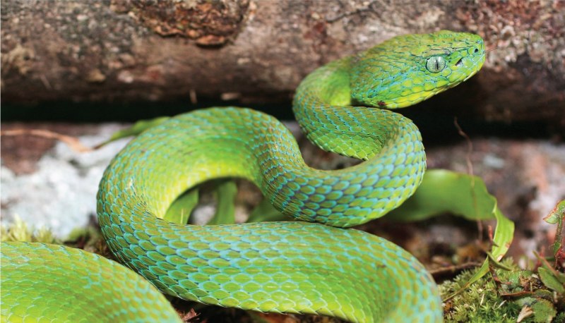 Чёрная мамба Dendroaspis polylepis