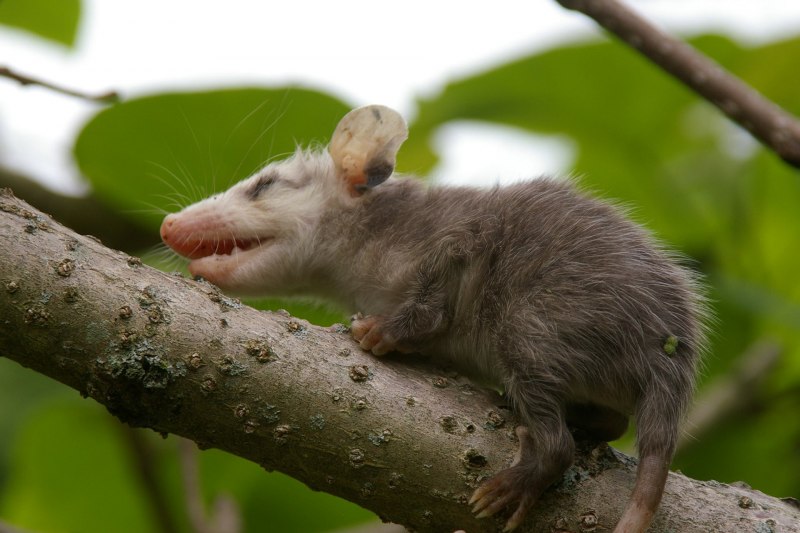 Chironectes Minimus