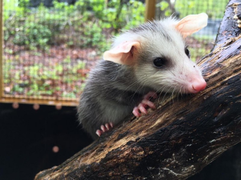 Опоссум виргинский (Didelphis virginiana)