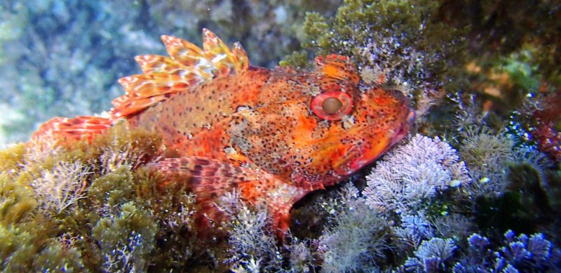 Альберто Скорфано морской