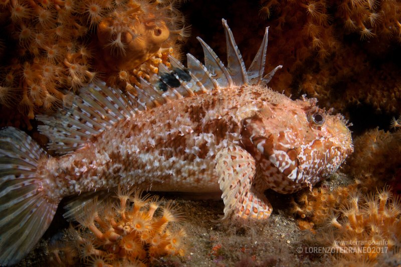 Морской Ерш скорпена Черноморский