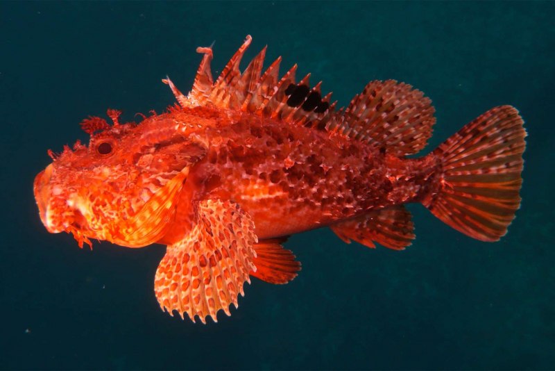 Морской Ерш скорпена
