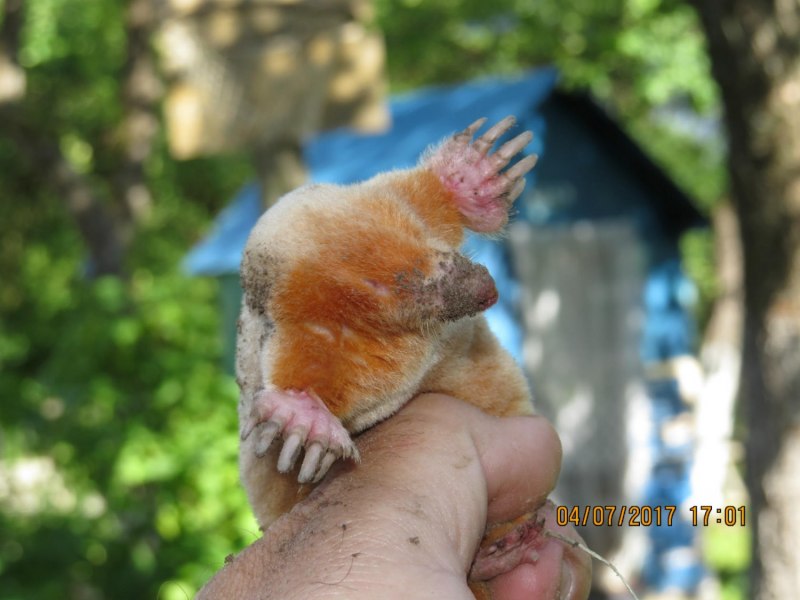 Хомяка кротовые