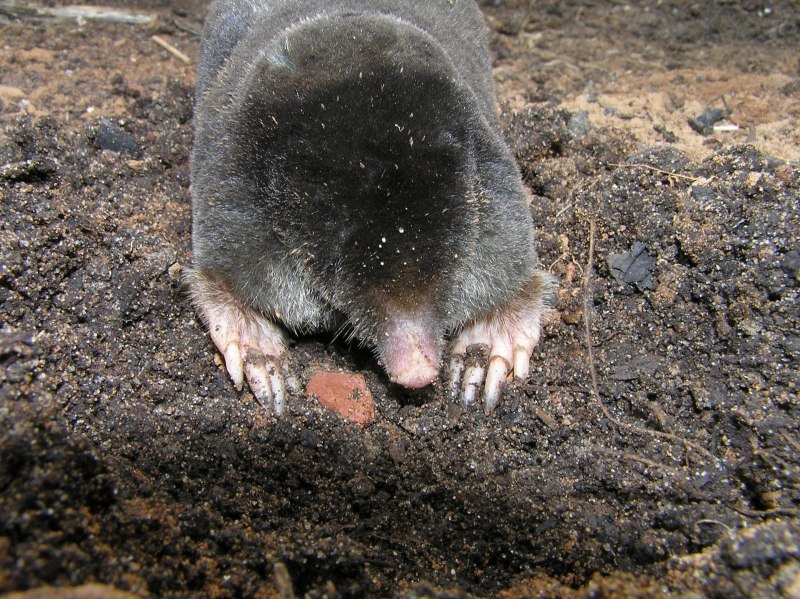 Крот Mole