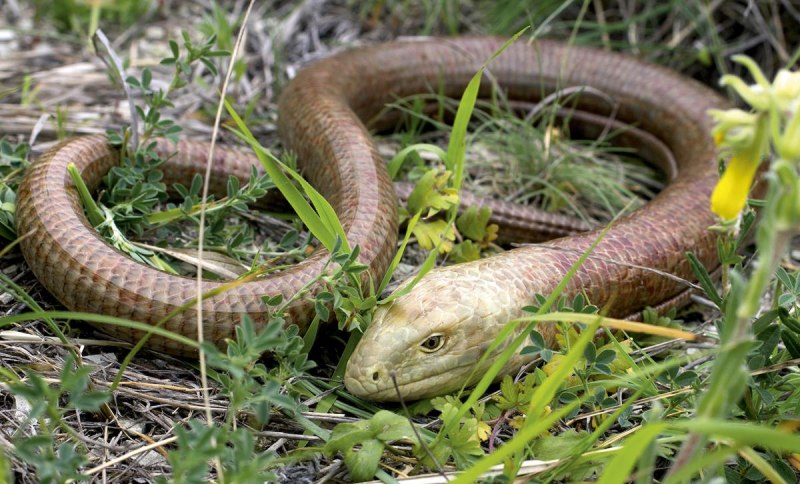 Желтопузики змеи (72 фото)