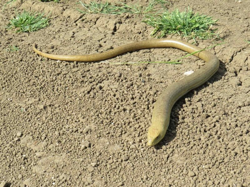 Ophisaurus apodus
