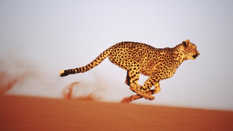 Бегущий леопард (69 фото)