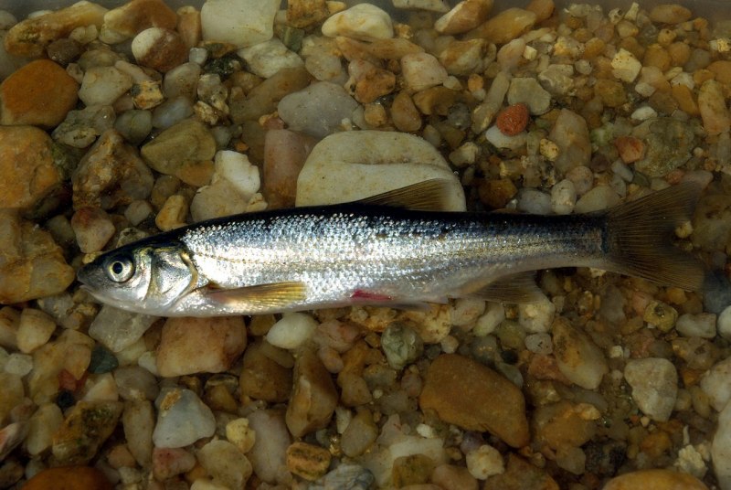 Coregonus nigripinnis