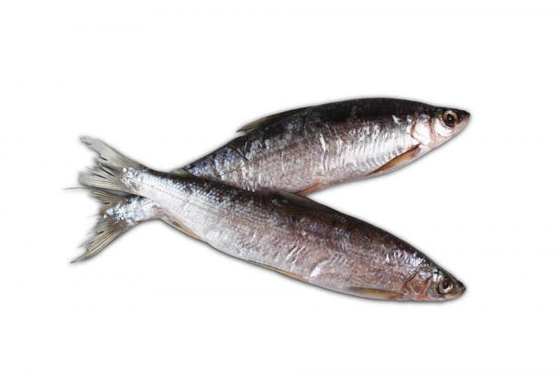 Корюшка европейская Osmerus eperlanus