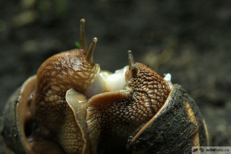 Улитки Helix lucorum