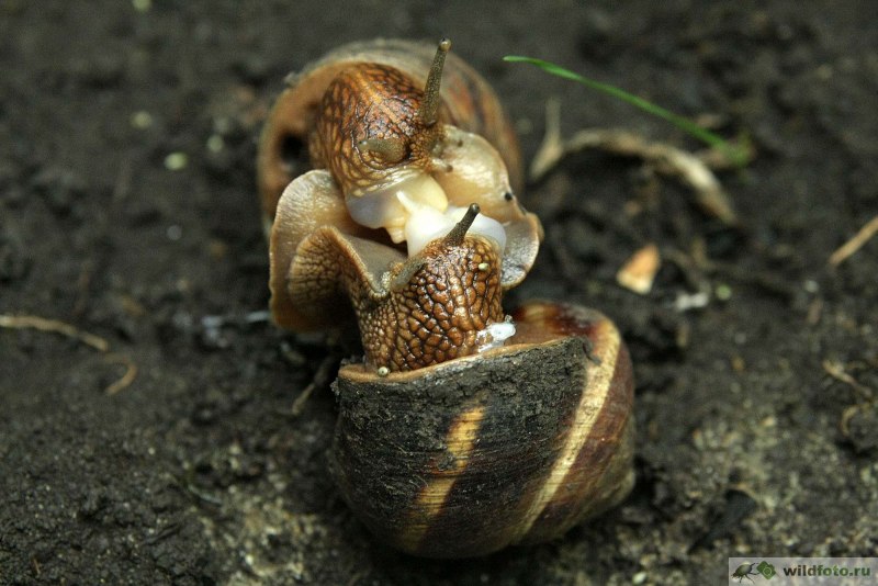 Улитки Helix lucorum