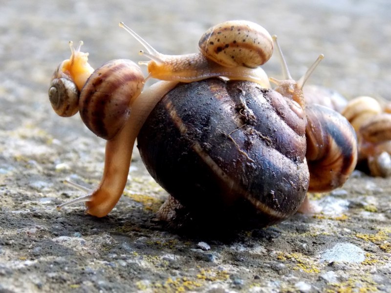 Улитки Helix lucorum