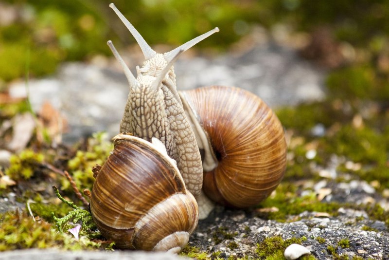 Улитка Priotrohatella stellata