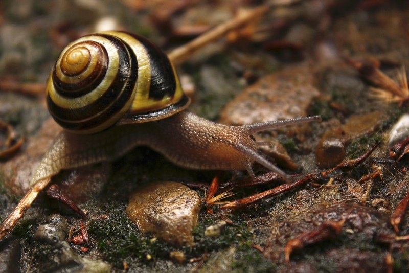Cepaea nemoralis
