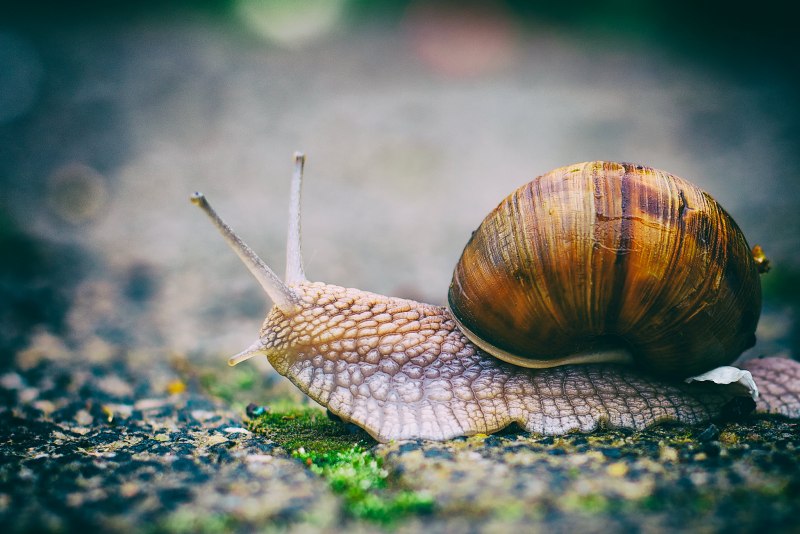 Улитка Helix vulgaris