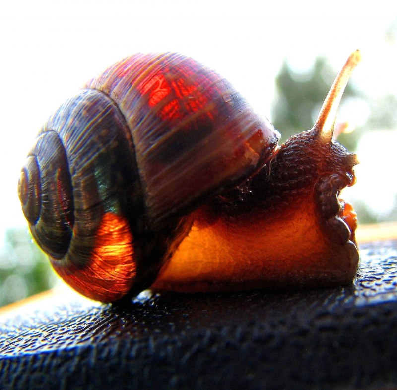 Cepaea Hortensis