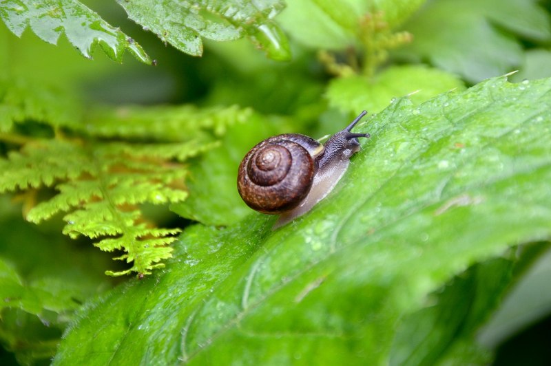 Ахатина фулика (Achatina Fulica)