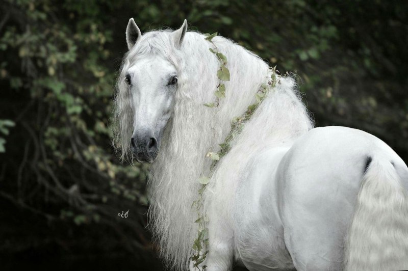 Белая фризская лошадь (52 фото)