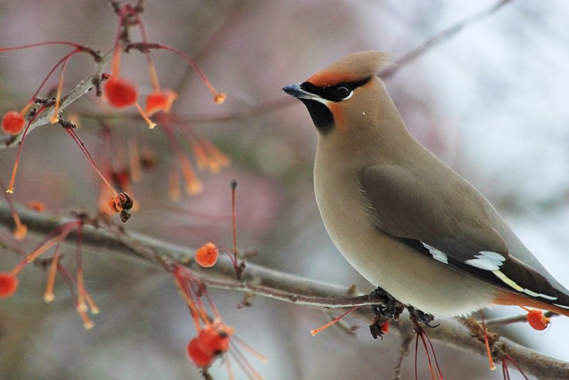 Свиристель обыкновенный (Bombycilla garrulus)