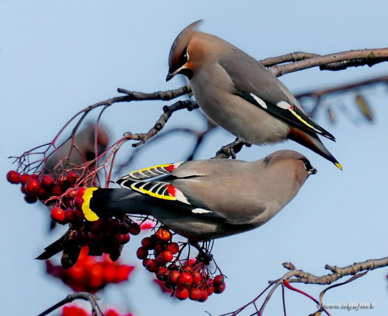 Свиристель обыкновенный (Bombycilla garrulus)