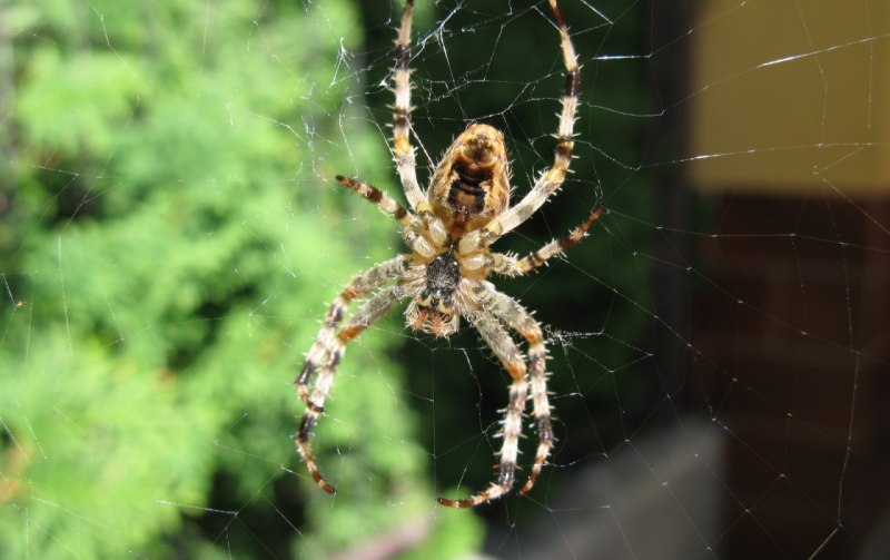 Паук Chromatopelma cyaneopubescens