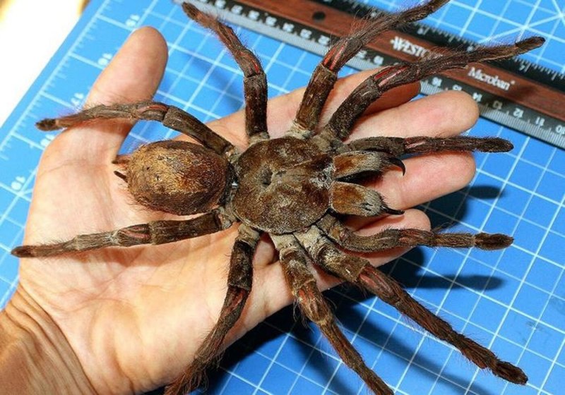 Araneus diadematus паук