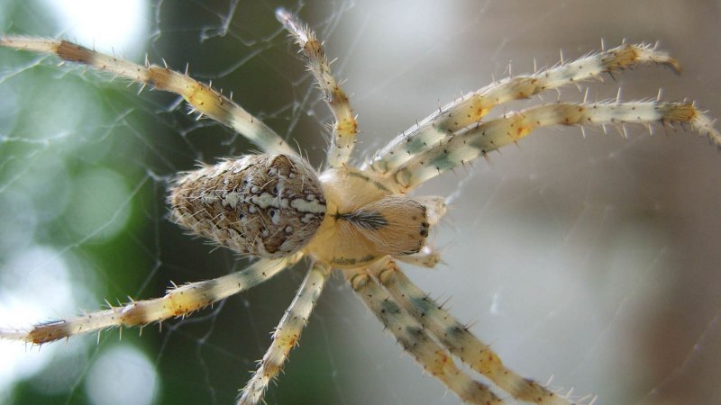 Poecilotheria Metallica паук