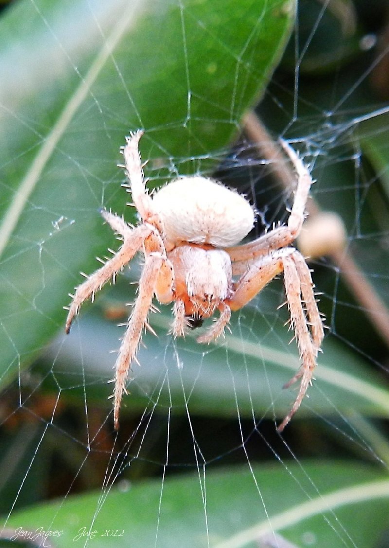 Галеодосский паук (65 фото)