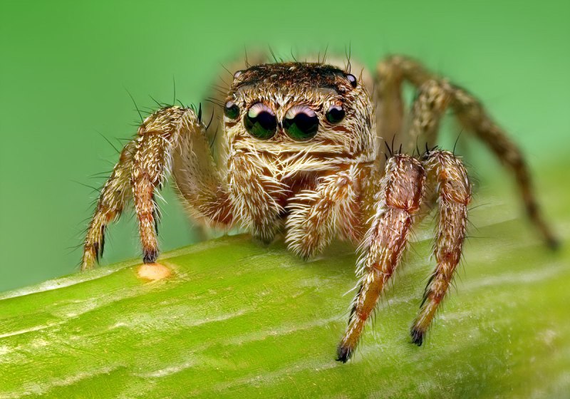 Птицеед Poecilotheria Metallica