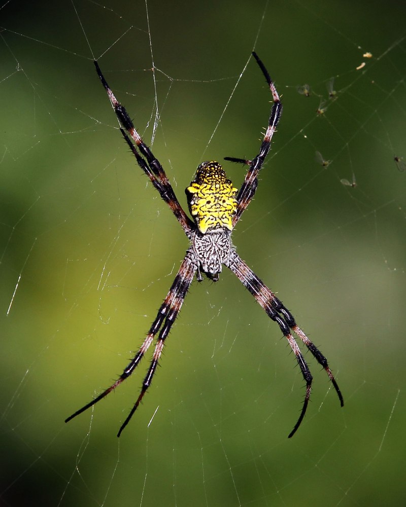 Salticidae пауки-скакуны