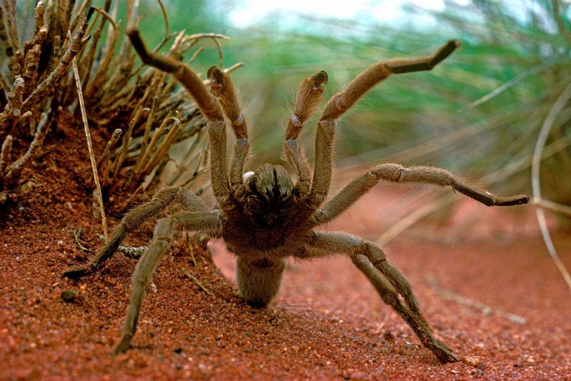 Паук Anapistula Ataecina