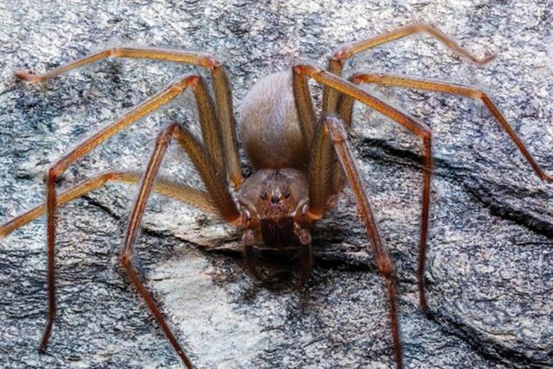 Пауки Сибири
