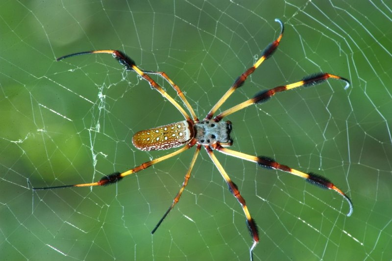 Гигантский паук-охотник (heteropoda maxima)