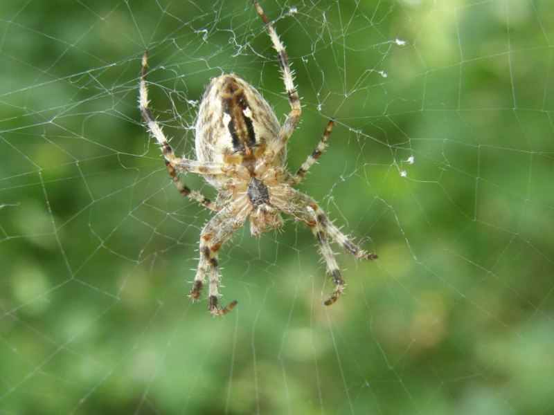 Гигантский крабовый паук heteropoda