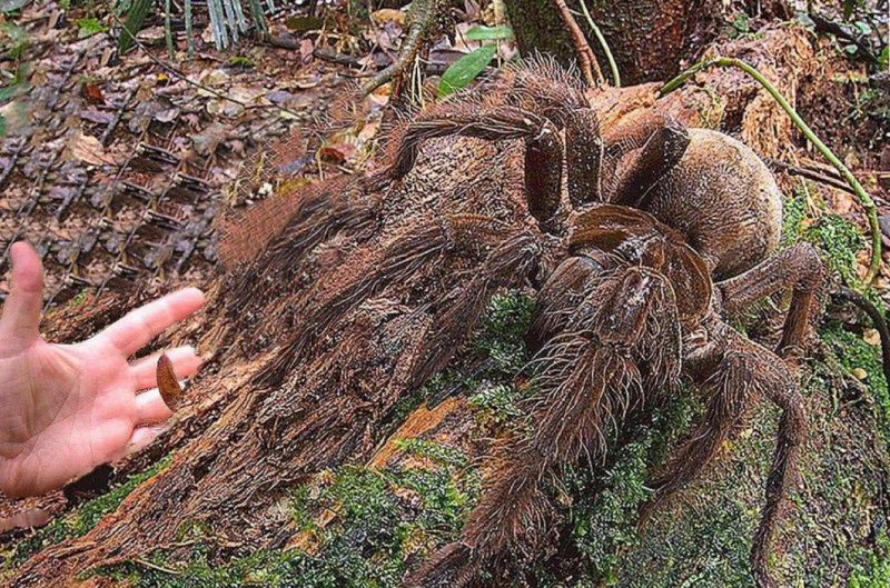 Насекомые и паукообразные
