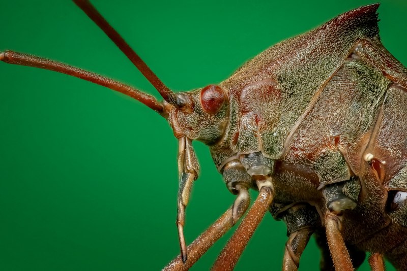 Клоп-солдатик – Pyrrhocoris apterus