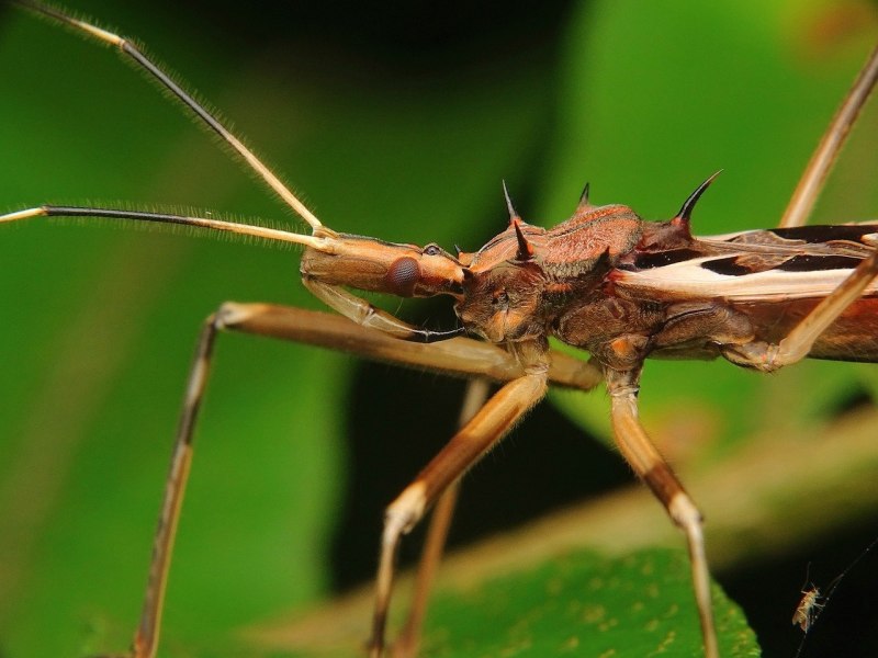 Палочник Eurycantha calcarata